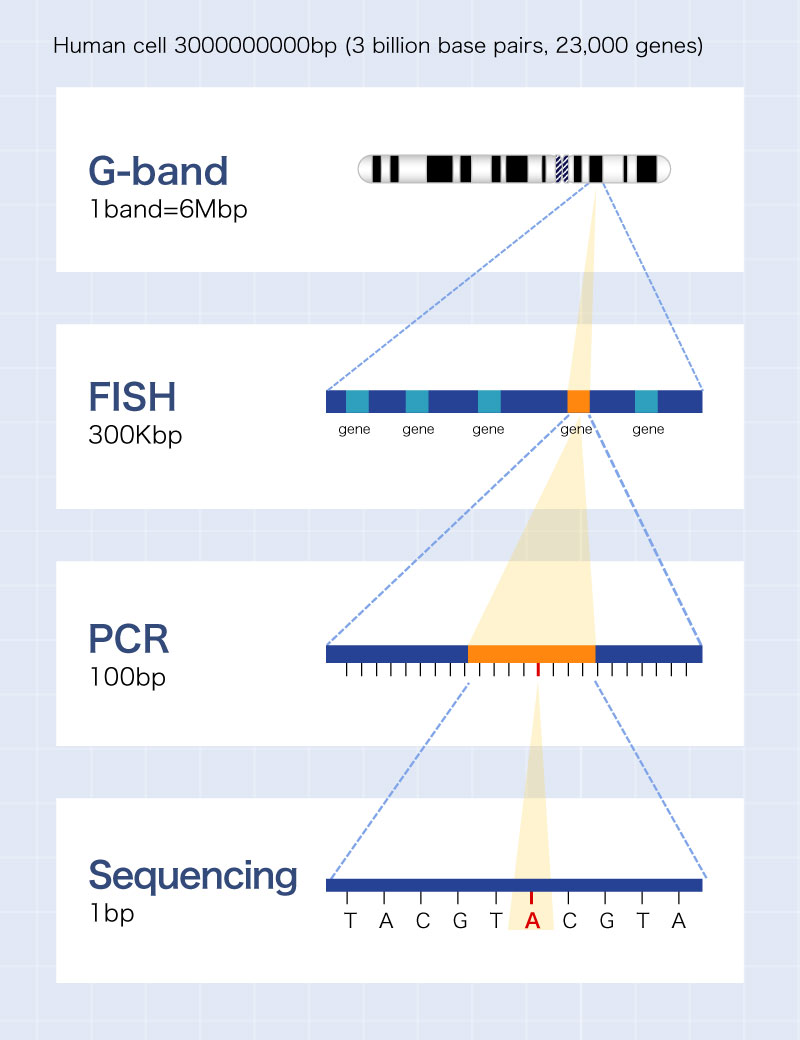 Levels of chromosome and gene