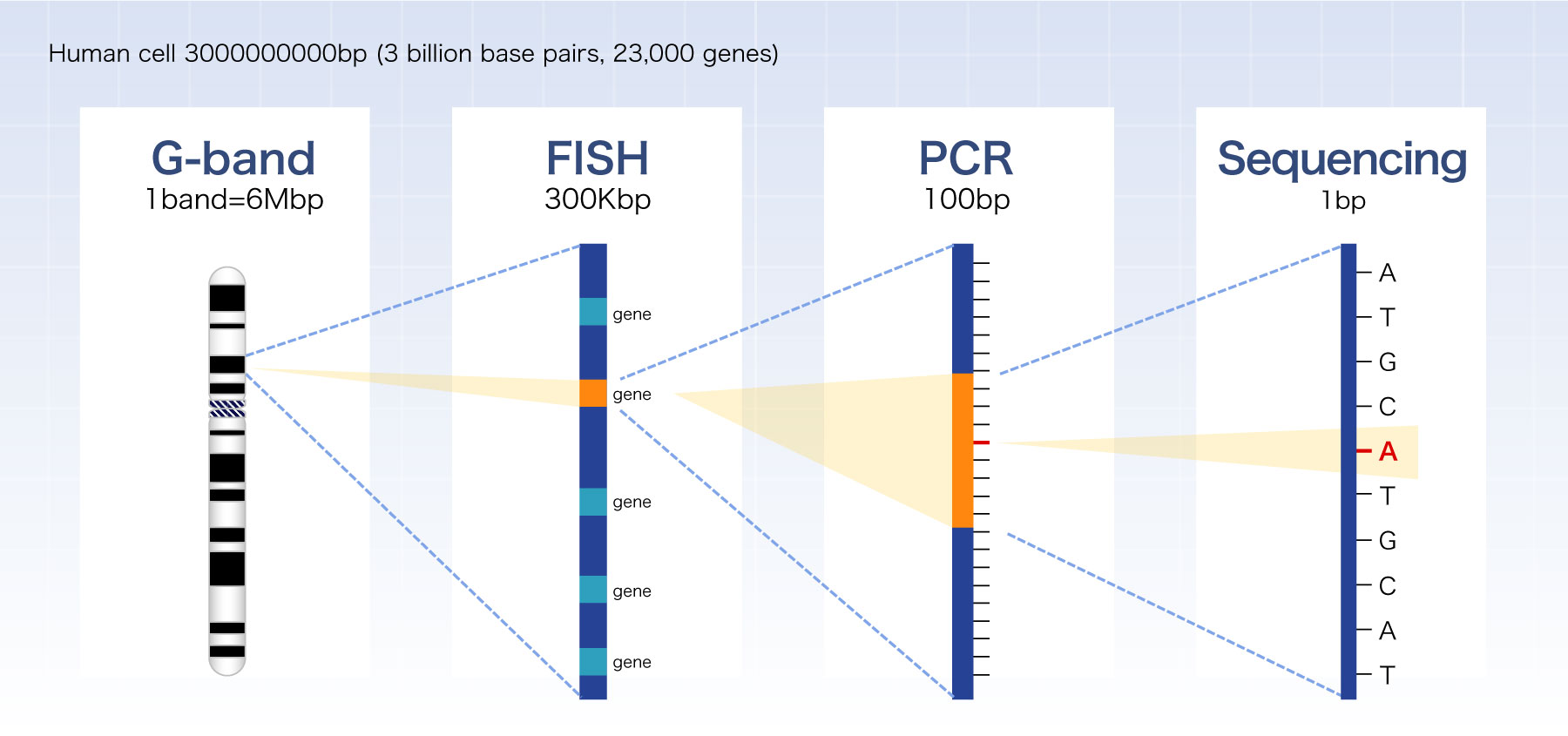 Levels of chromosome and gene